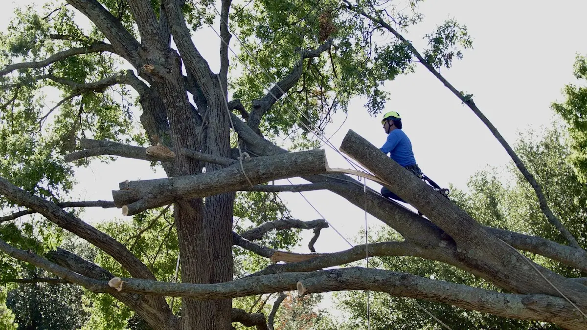 Professional Crown Thinning performed by certified arborists in Barneston